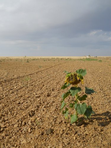 A sad little sunflower....