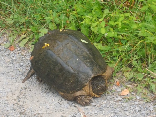 Tortoise on the trail!
