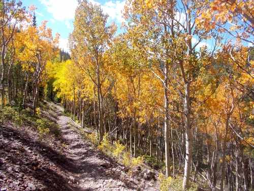 The aspen are gorgeous!
