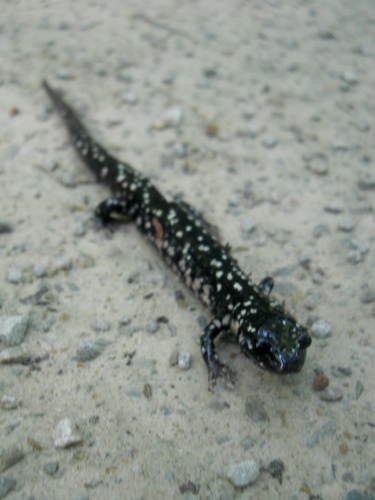 Salamander on the trail!