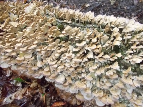 Hundreds of little mushrooms