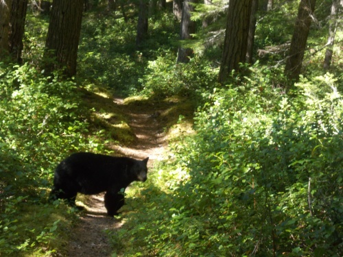 Bear on the trail!