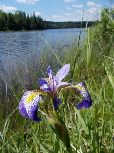 Flower at Agnes Lake