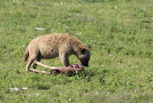 Hyena feeding
