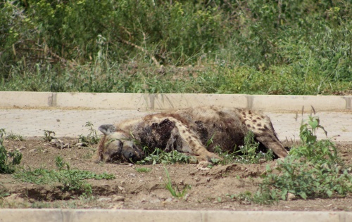 Dead hyena