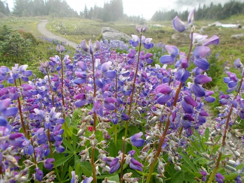 Wildflowers of Spray Park