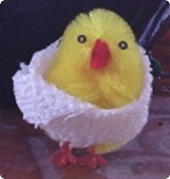 A chicken with a towel around it as if it was getting out of the shower