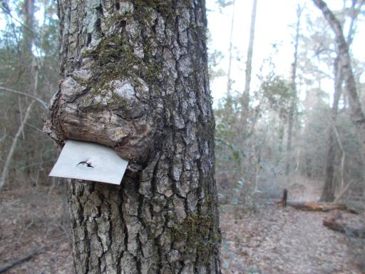 Hungry tree