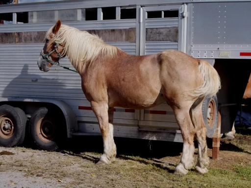 Horse on the Long Trail