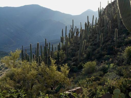Saguaro forest!