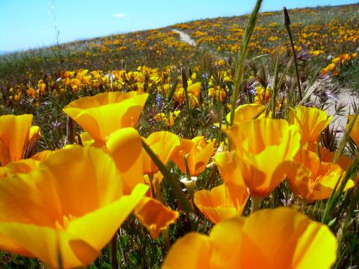 California Poppies near Eagle Rock