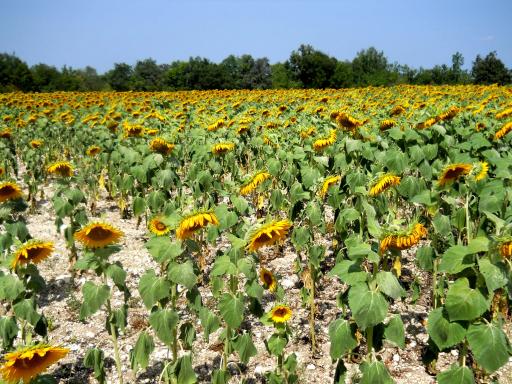 Semi-happy sunflowers!