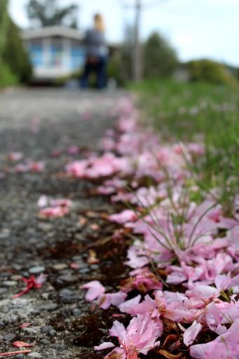 Flower petals