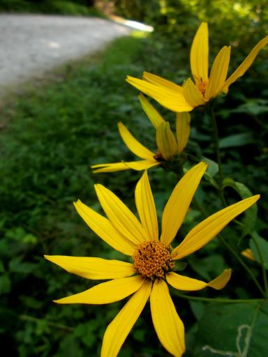 Flowers of the GAP!