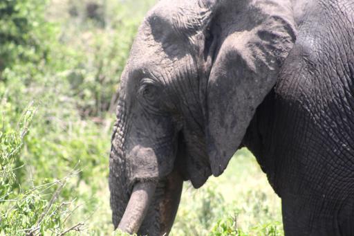 Elephant