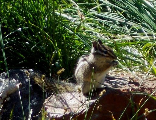 Chipmunk hiking the Wonderland Trail!