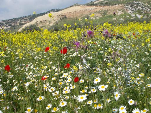 Flowers of Jordan!