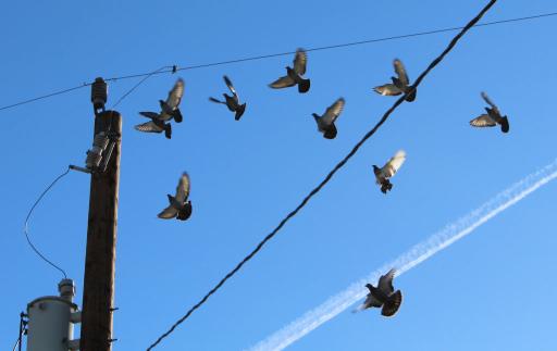 Pigeons on a wire