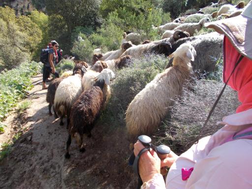 Sheep on the trail!