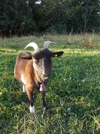 Goat! Goat!