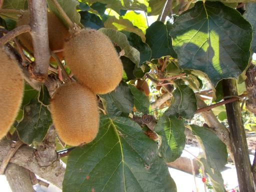 Kiwis!