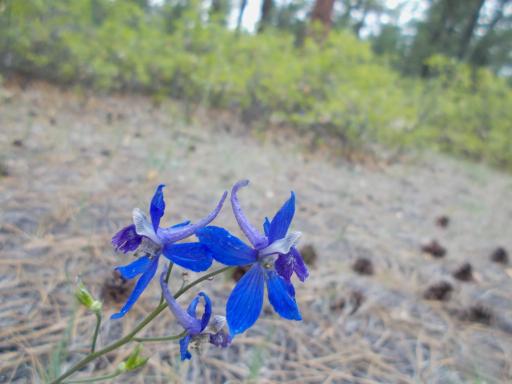 Flowers of the CDT