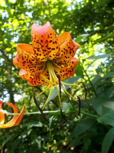 Tiger lily