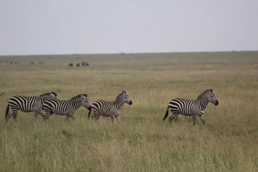 Zebras