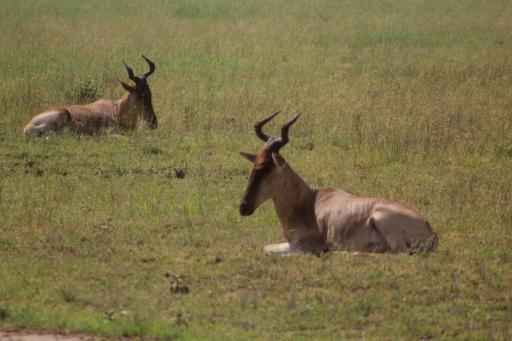 Hartebeest