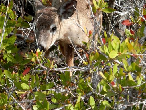 Key deer!