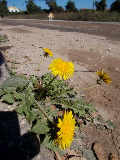 Dandelions!