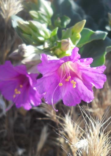 Desert Four O'Clocks