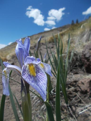 Iris