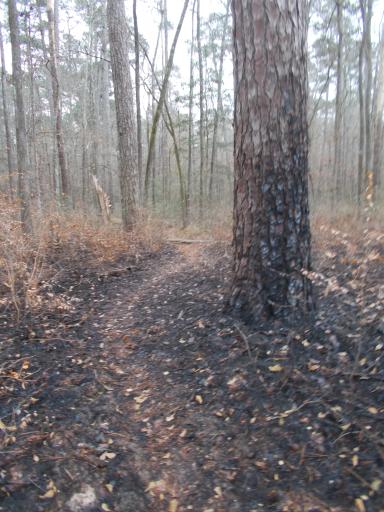 Prescribed burn