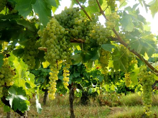 Vineyards along the trail