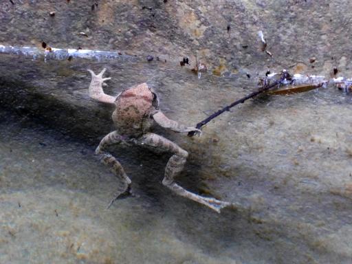 Frog!
