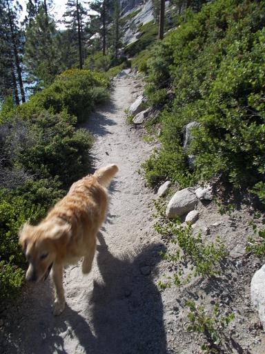 Dog on the trail!