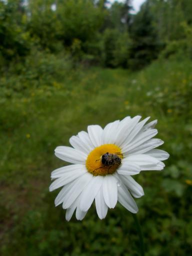 Flowers of the trail!