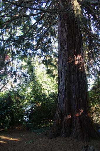 Redwood tree