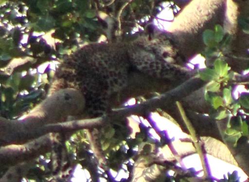 Leopard in a tree