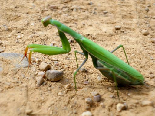 The trail where even a mantis will pray!