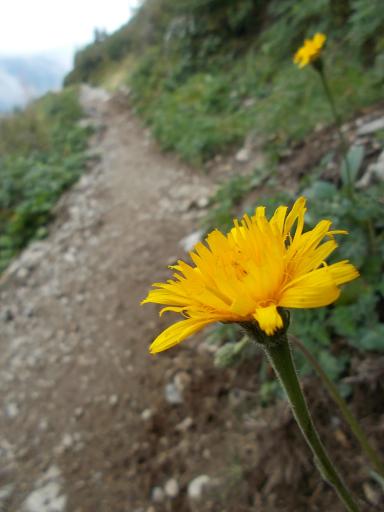 Flowers of the TMB