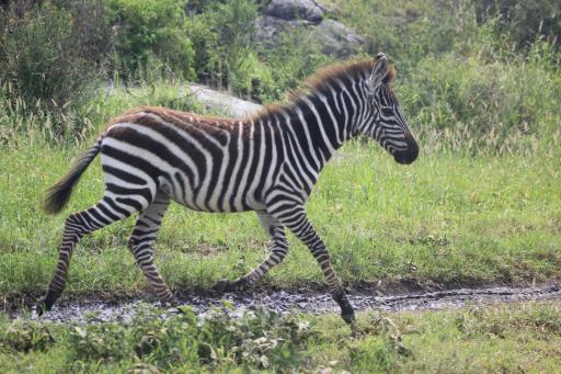 Baby zebra