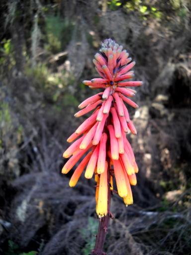 Flowers of Kilimanjaro