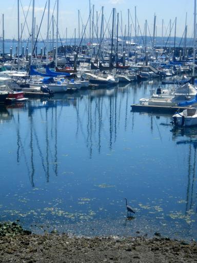 Great Blue Heron in the marina