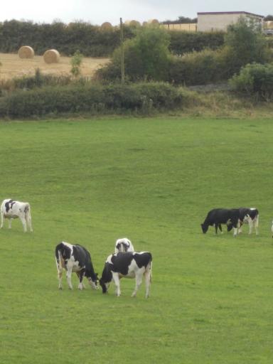 Cattle on the trail!