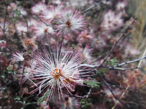 Fairy duster