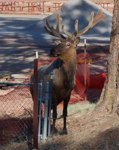 Elk in Tusayan!