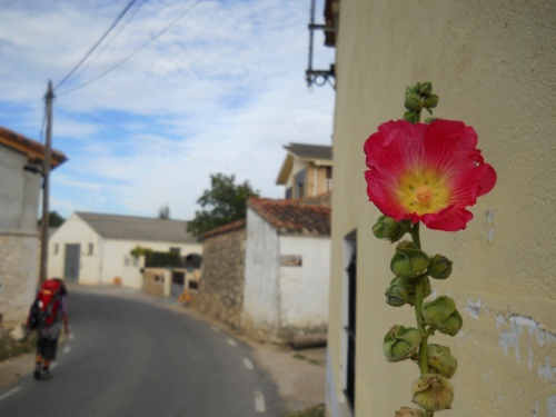 Flower in Orbaneja