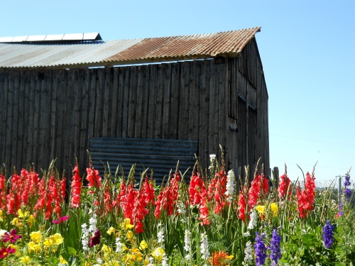Trailside flowers in Le Rouget